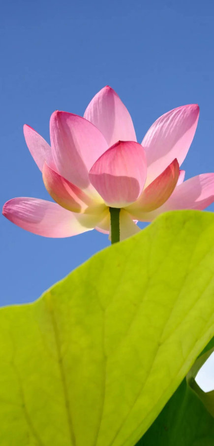 开云安卓下载-疲惫是成长信号，坚持离梦想更近|长跑|极限|运动员|能量|人生_新浪新闻